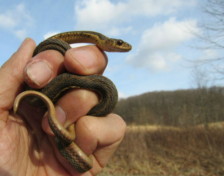 Eastern Garter Snake